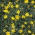 Lots of yellow daisy "flowers"