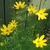 Yellow daisy "flowers," buds and thread-like leaves