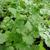 Coriandrum sativum 
