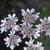 Coriandrum sativum 