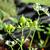 Coriandrum sativum 