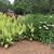 Cannas in the landscape
