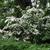Cornus kousa