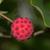 Cornus kousa
