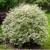 Cornus alba