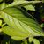 Cornus alba
