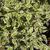 Cornus alba 'Argenteo-marginata'