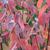 Cornus alba 'Kesselringii'