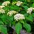 Cornus alternifolia