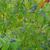 Cornus amomum