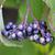 Cornus amomum