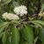 Cornus amomum