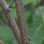 Cornus amomum