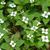 Cornus canadensis