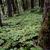 forest growth habit