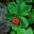 Cornus canadensis