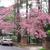 Cornus florida 