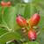 Cornus florida 