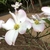 'Appalachian Blush' Flower Close-up (Warren County, NC)