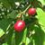Cornus mas
