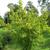 Cornus mas