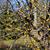 Cornus mas