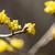Cornus officinalis