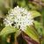 Cornus sanguinea