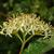 Cornus sanguinea