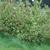 Cornus sanguinea