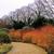Cornus sanguinea