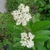 Flower clusters