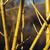Cornus sericea 'Flaviramea'