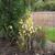 Cornus sericea 'Flaviramea'