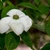 White, dogwood inflorescence with petal-like bracts.
