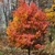 Reddish-orange fall color