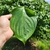 Green leaf detail