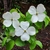 Flowers with four white petals