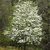 Tree with many white flowers