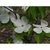 White flowers