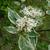 leaves and flowers