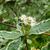 leaves and flowers