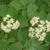 Cornus alternifolia - flower clusters up close