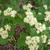Cornus alternifolia