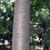 Bark