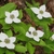 Flower clusters subtended by four white bracts.