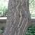 bark