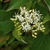 Cluster of small, white, 4-petaled flowers.