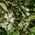 Shrub with clusters of white flowers.