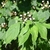 Leafy branch bearing white berry-like fruits.